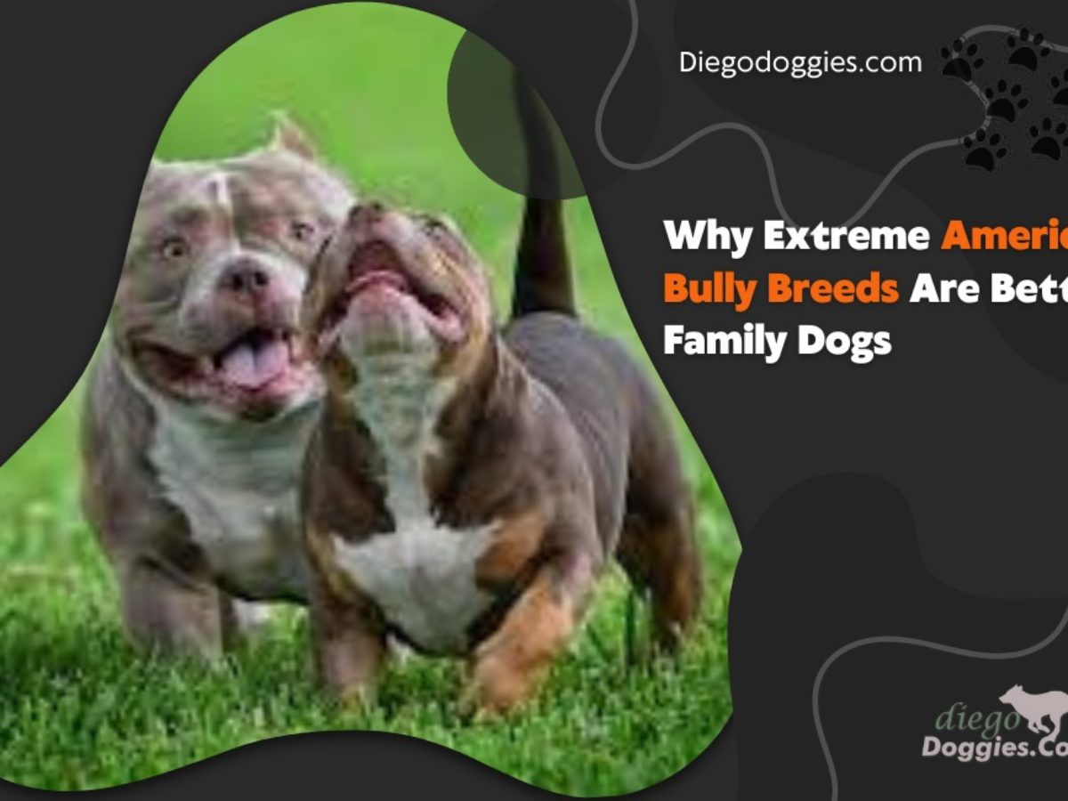 american bully  Bully breeds dogs, Bully dog, Dog breeds