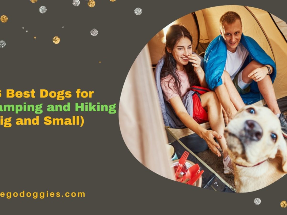 Best dog sales breeds for camping