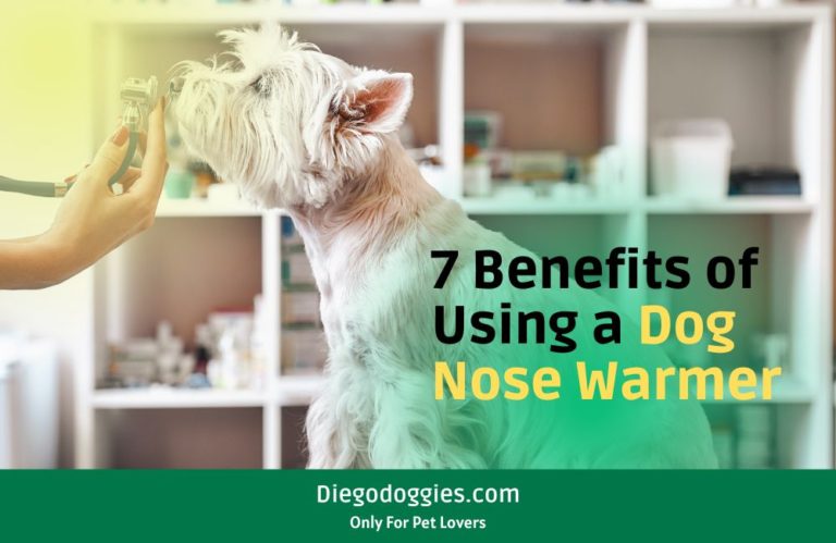 7-benefits-of-using-a-dog-nose-warmer