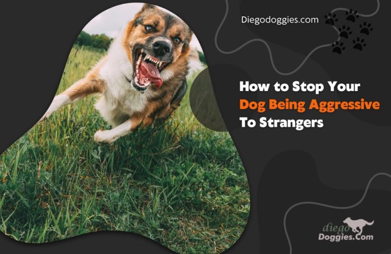 How to Stop Your Dog Being Aggressive To Strangers
