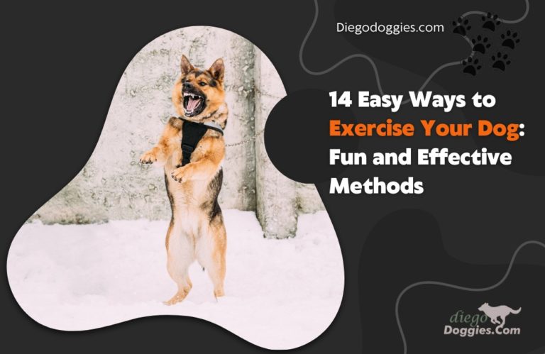 14-easy-ways-to-exercise-your-dog-fun-and-effective-methods