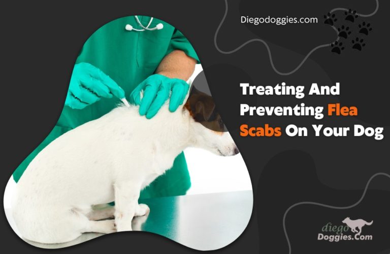 Treating And Preventing Flea Scabs On Your Dog