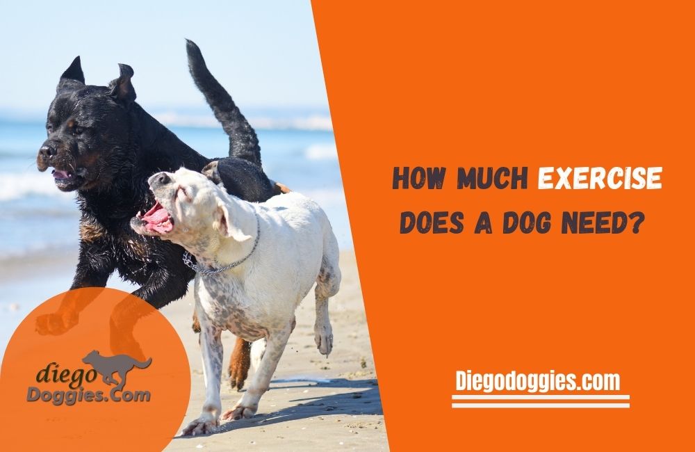 How Much Exercise Does A Dog Need 