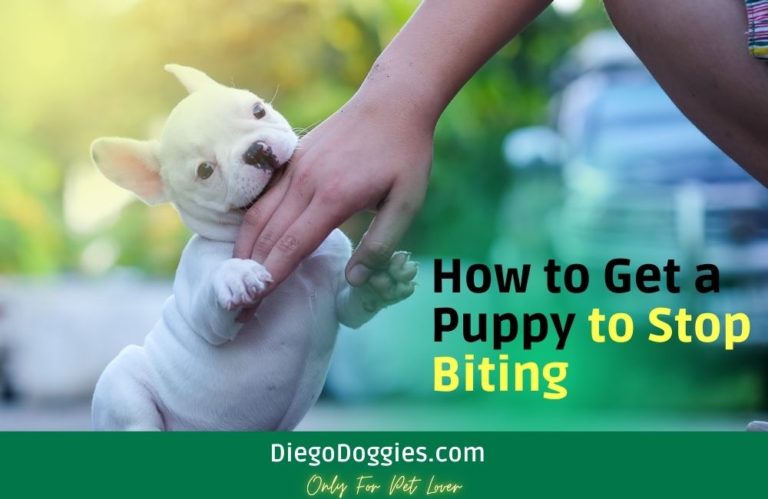 how-to-get-a-puppy-to-stop-biting