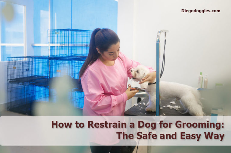 how-to-restrain-a-dog-for-grooming-the-safe-and-easy-way