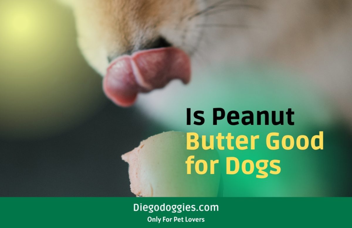 Is peanut butter healthy for clearance dogs