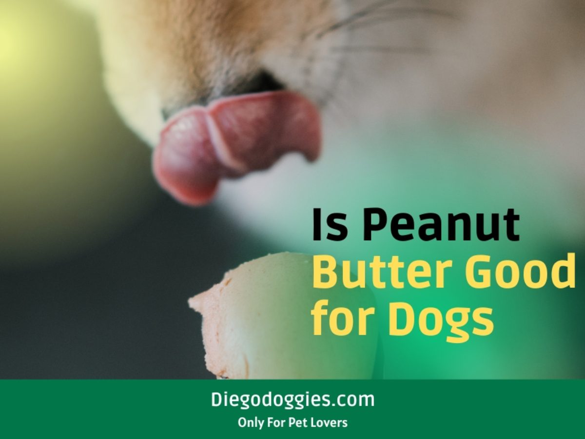 It's peanut butter 2024 good for dogs