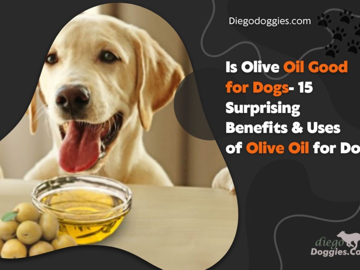 how do i give olive oil to my dog