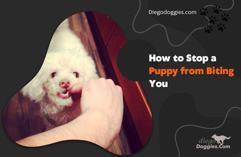 How to Stop a Puppy from Biting You