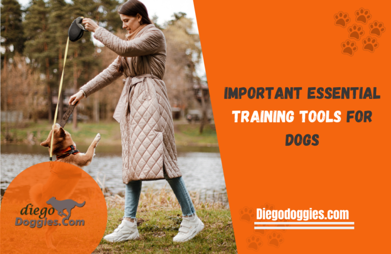 Important Essential Training Tools for Dogs