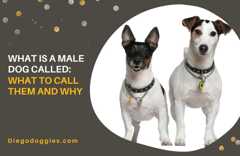 what-is-a-male-dog-called-what-to-call-them-and-why