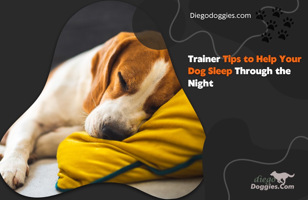 Trainer Tips To Help Your Dog Sleep Through The Night