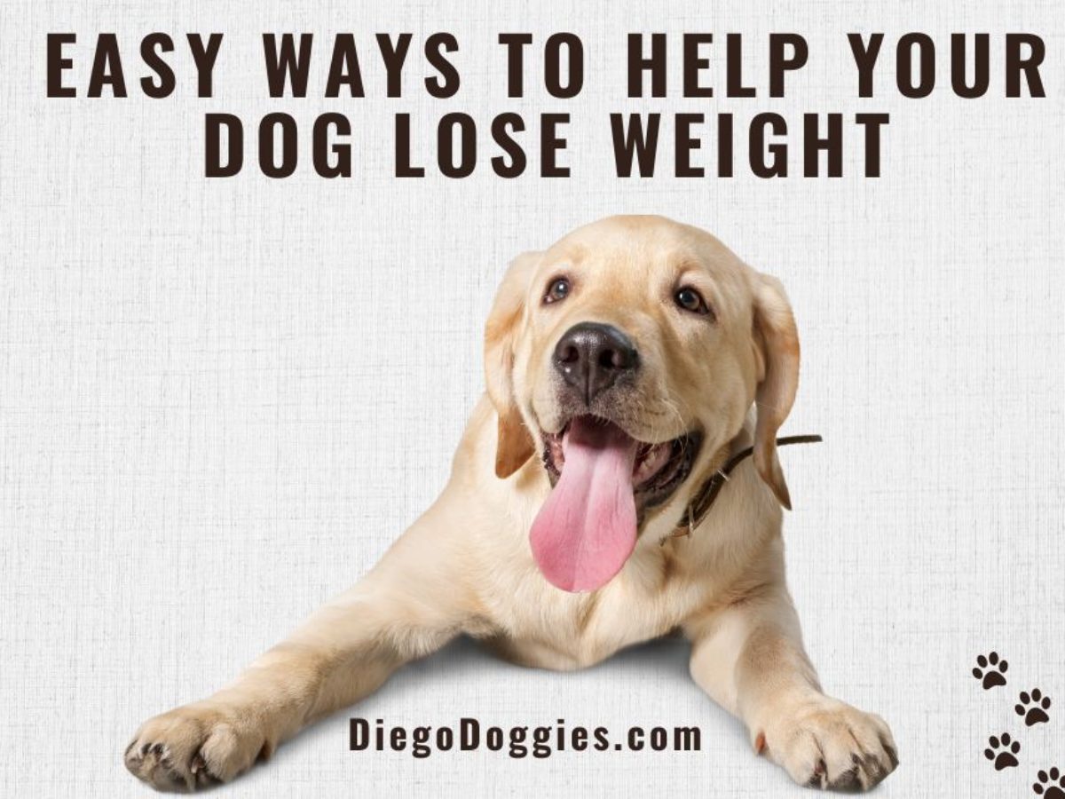 Best way to make my dog lose outlet weight