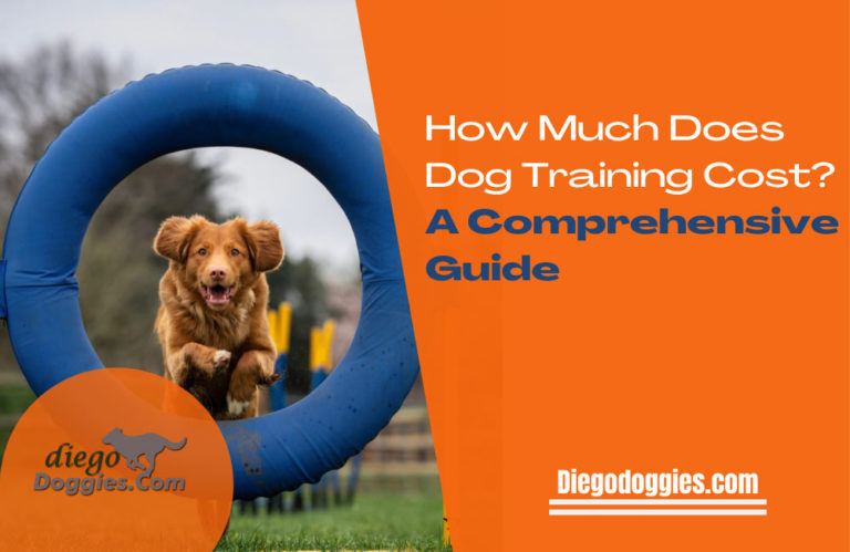 how-much-does-dog-training-cost-a-comprehensive-guide