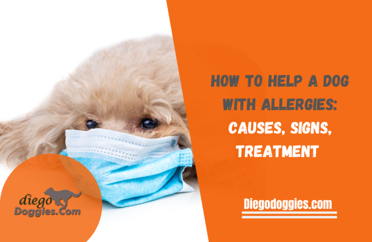 How to Help a Dog with Allergies: Causes, Signs, Treatment