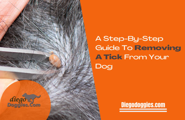 A step-by-step guide to removing a tick from your dog